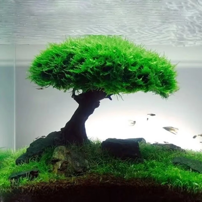Fish Tank Plant Moss Tree Deco - Aquarium Plant Glue 评论和价格