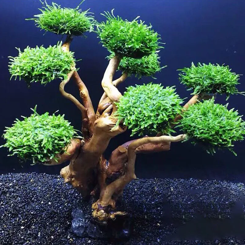 Fish Tank Plant Moss Tree Deco - Aquarium Plant Glue 评论和价格