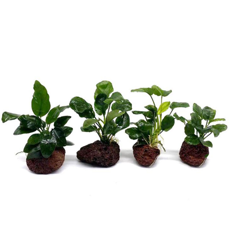Volcanic Aquarium Decoration F - Aquarium Planted Tank Filter 评论和价格